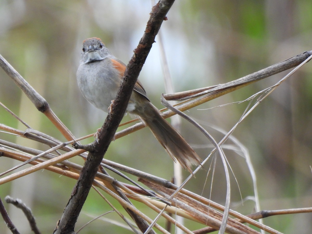 Pale-breasted Spinetail - María Henríquez