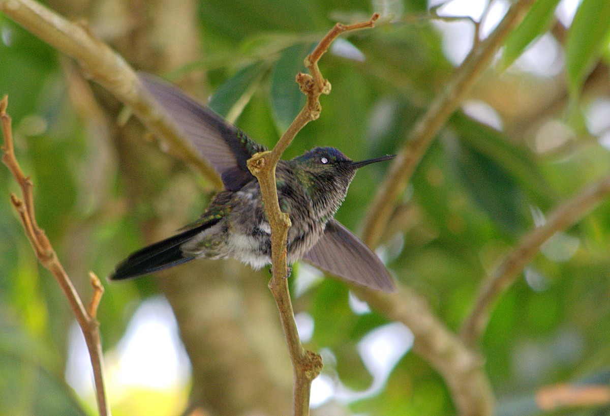 Violet-capped Woodnymph - Vanessa Claudino Bitencourt