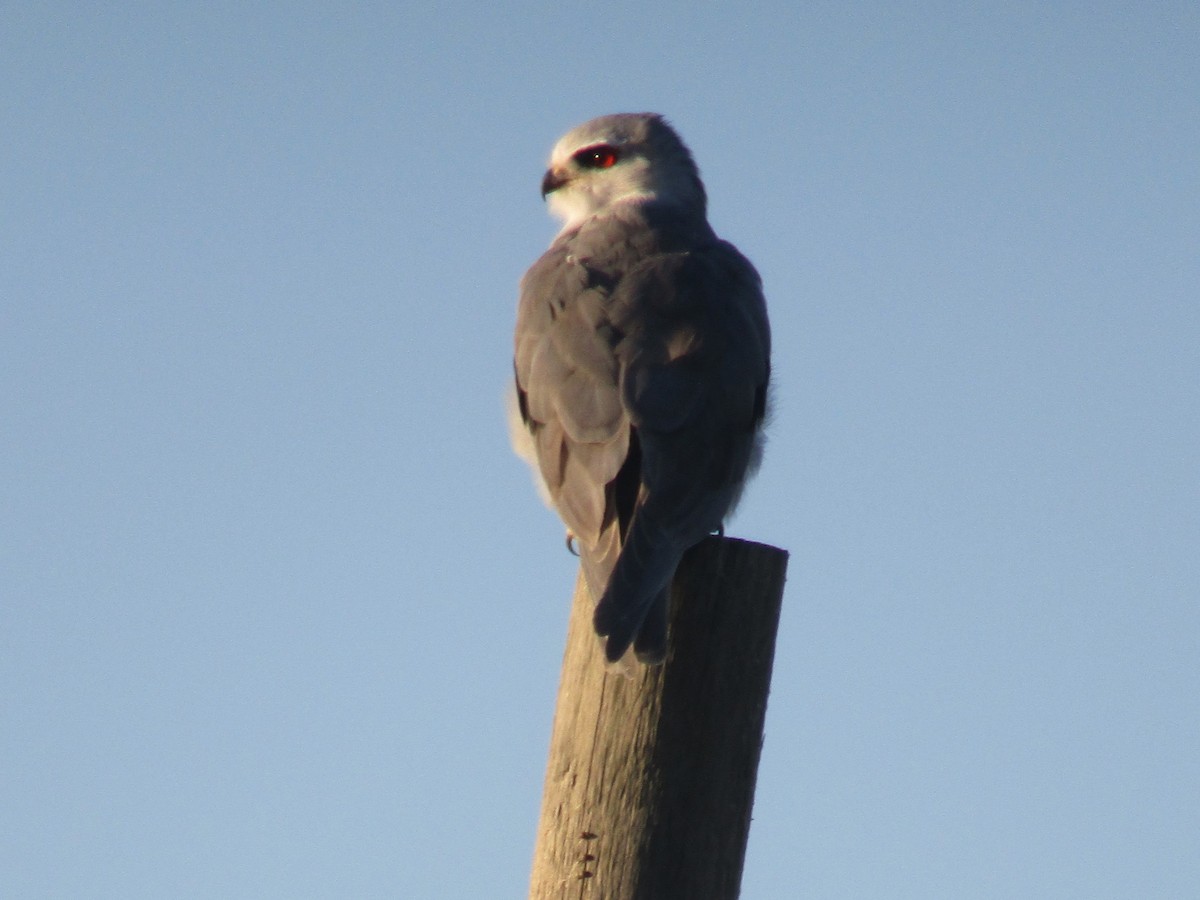 Black-winged Kite (African) - ML618882691