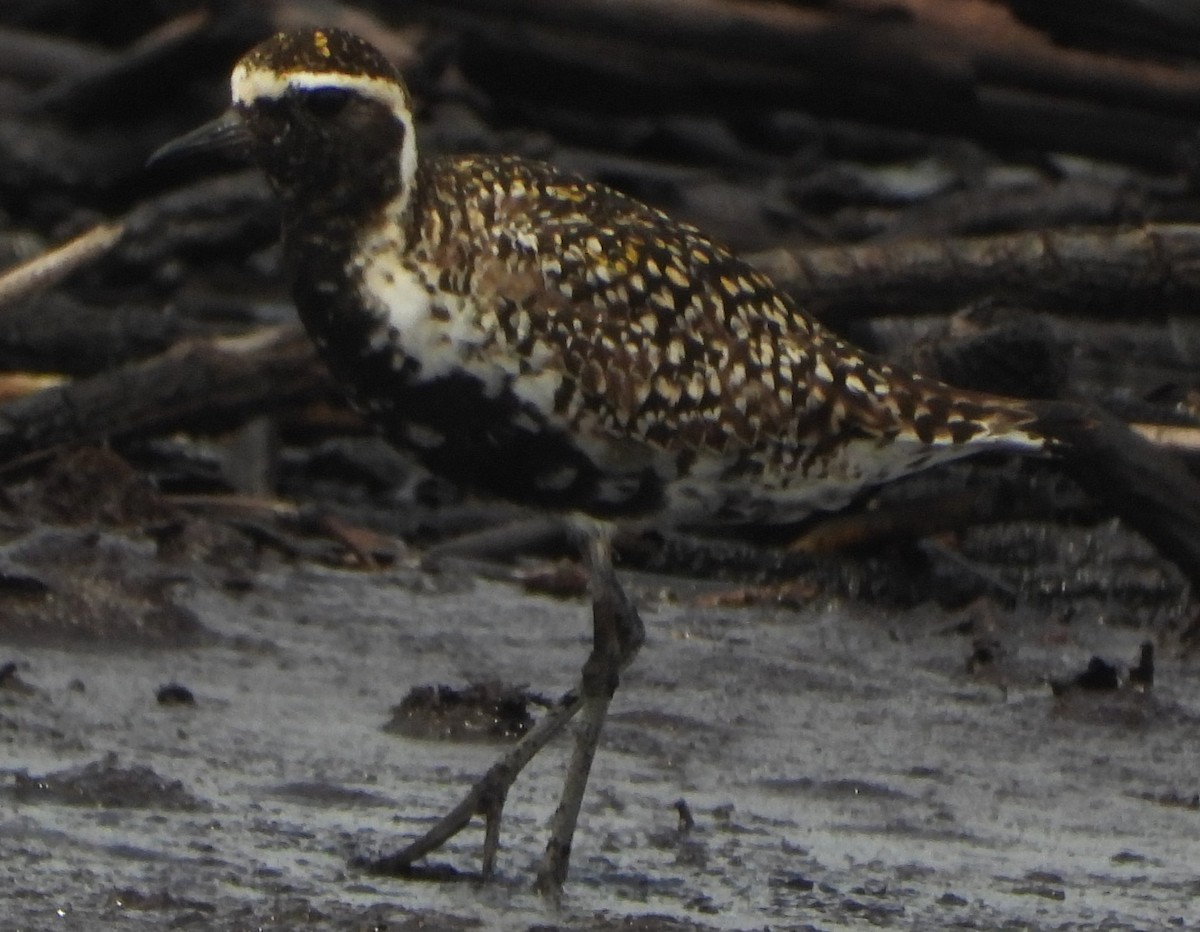 Black-bellied Plover - ML618882692