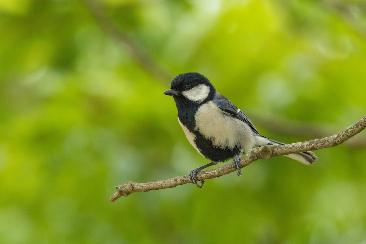 Japanese Tit - ML618882696