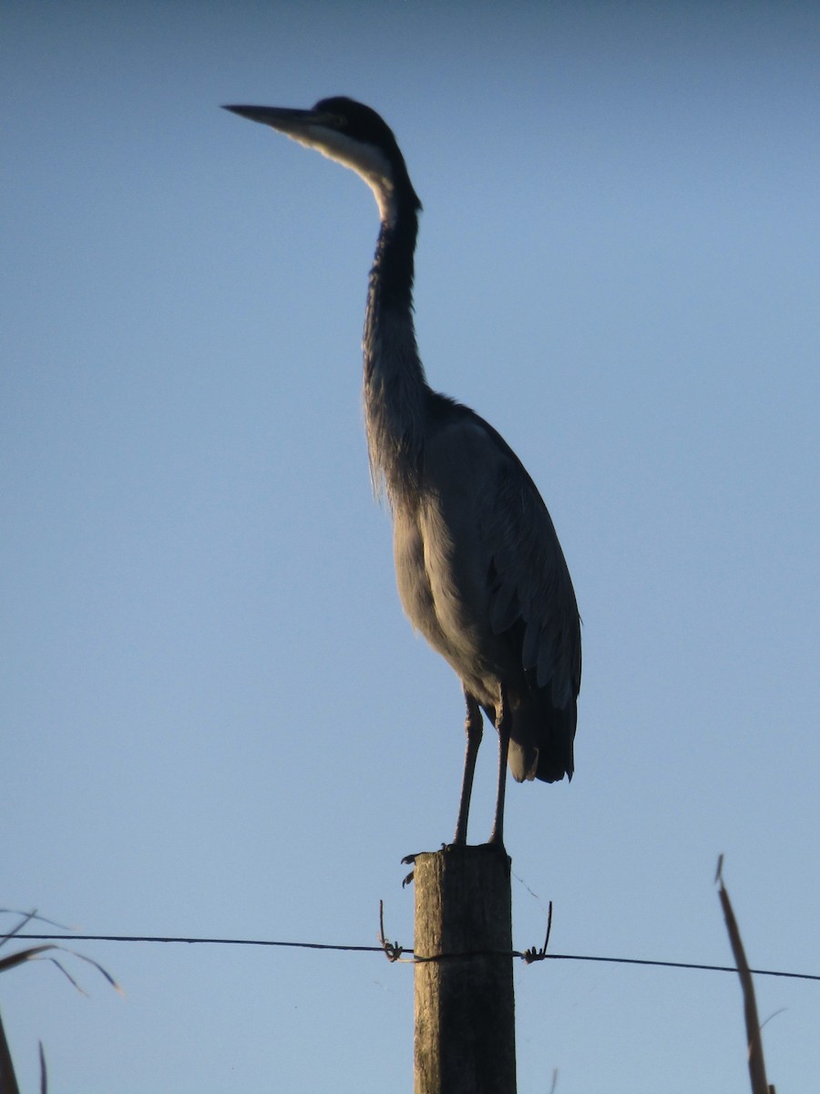 Black-headed Heron - Gareth Bain