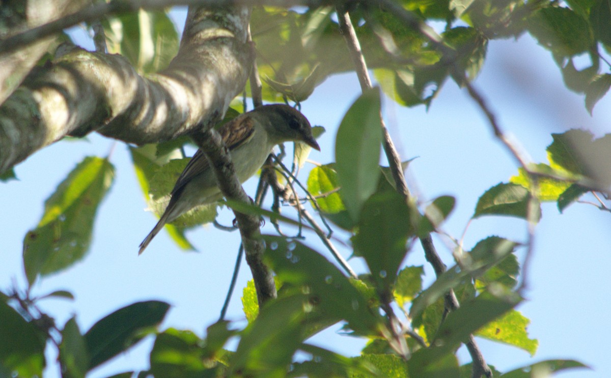 White-winged Becard - Vanessa Claudino Bitencourt