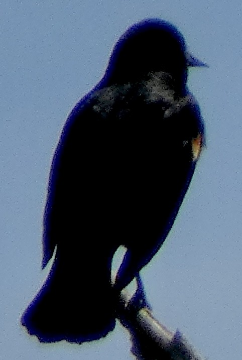 Red-winged Blackbird - Connee Chandler