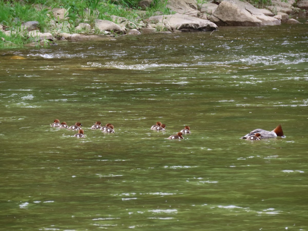 Common Merganser - Carla Bregman