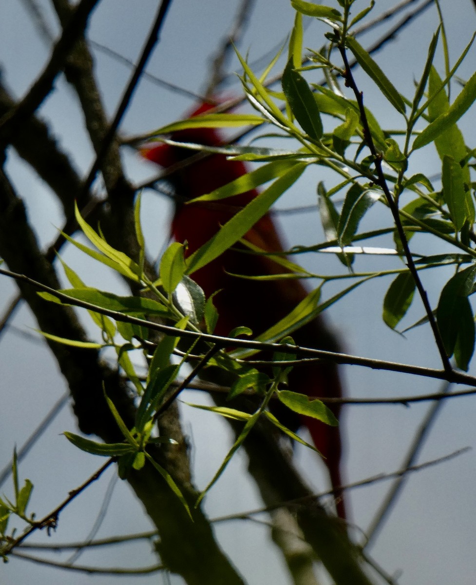 Northern Cardinal - Connee Chandler