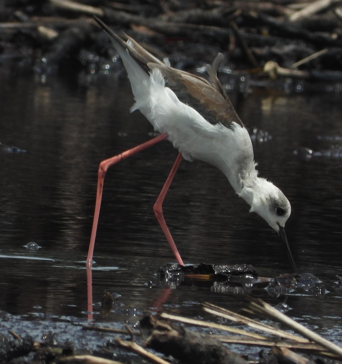 Black-winged Stilt - ML618882725