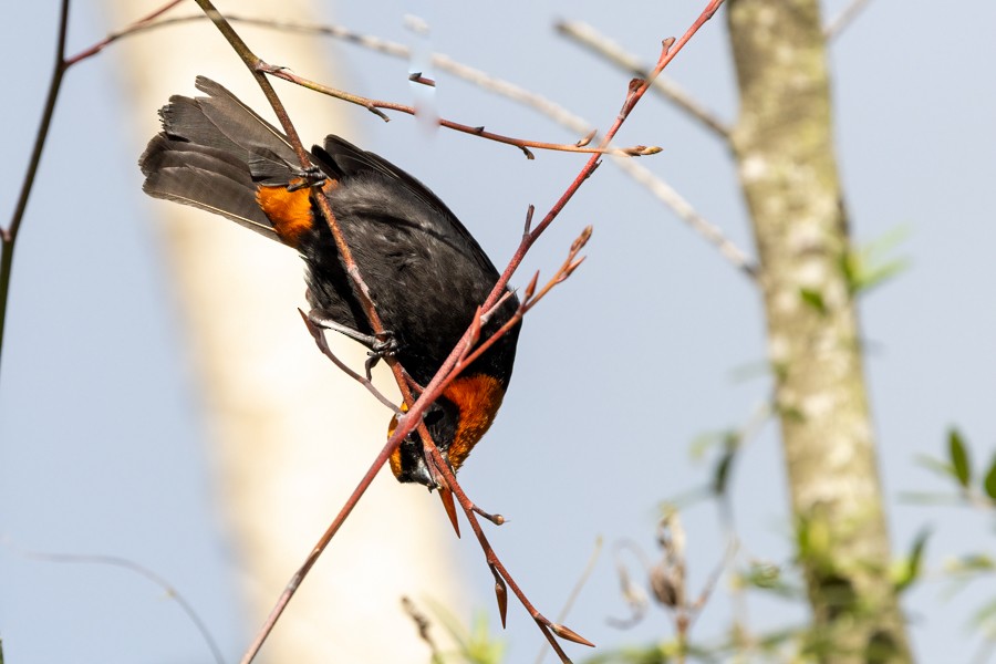 Puerto Rican Bullfinch - Greg Bodker