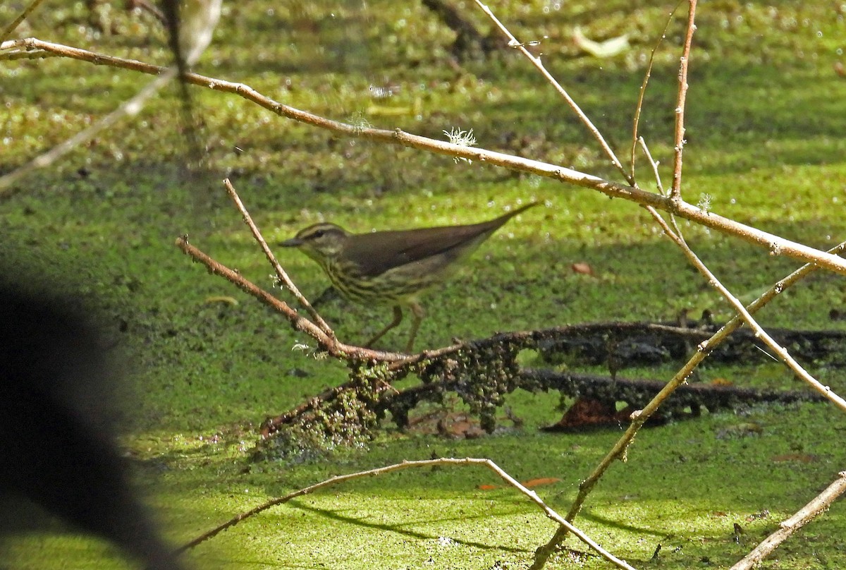 Northern Waterthrush - Carly Wainwright