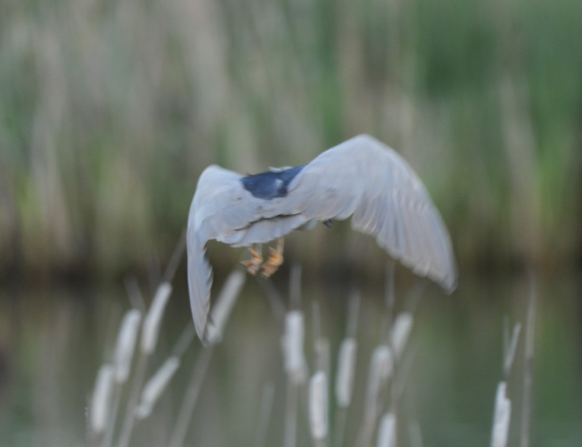 Black-crowned Night Heron - ML618882749