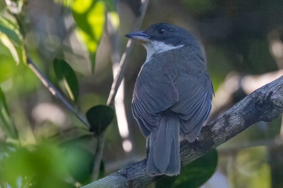 Puerto Rican Tanager - Greg Bodker