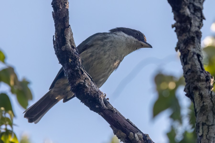 Puerto Rican Tanager - ML618882758