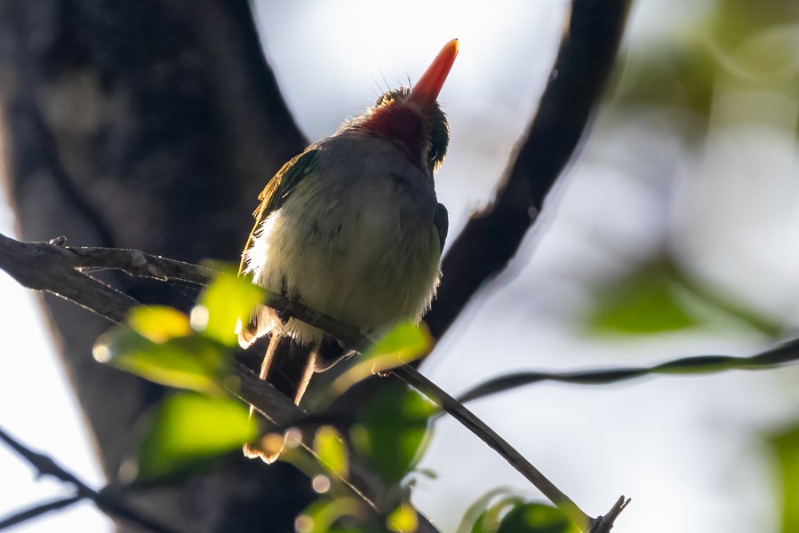 Puerto Rican Tody - Greg Bodker