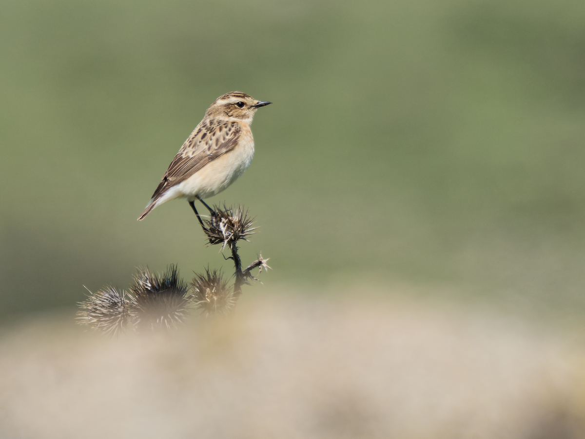 Whinchat - ML618882778
