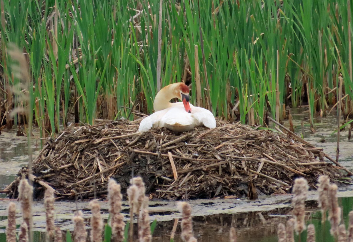 Mute Swan - JoAnn Potter Riggle 🦤