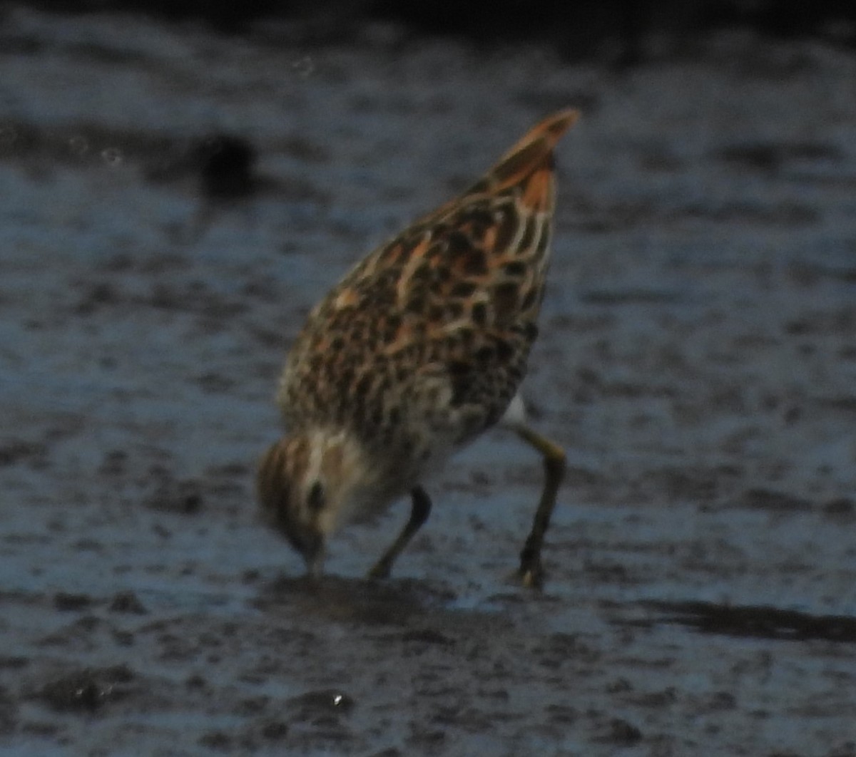 Sharp-tailed Sandpiper - Milang Eberdong