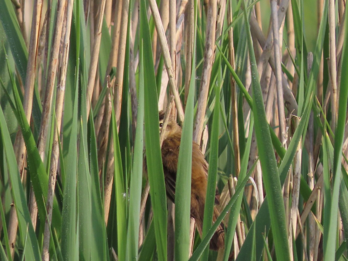 Sedge Warbler - Mauro Zanoletti