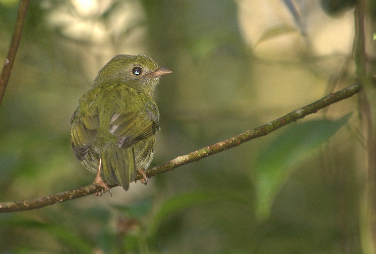 Swallow-tailed Manakin - ML618882801