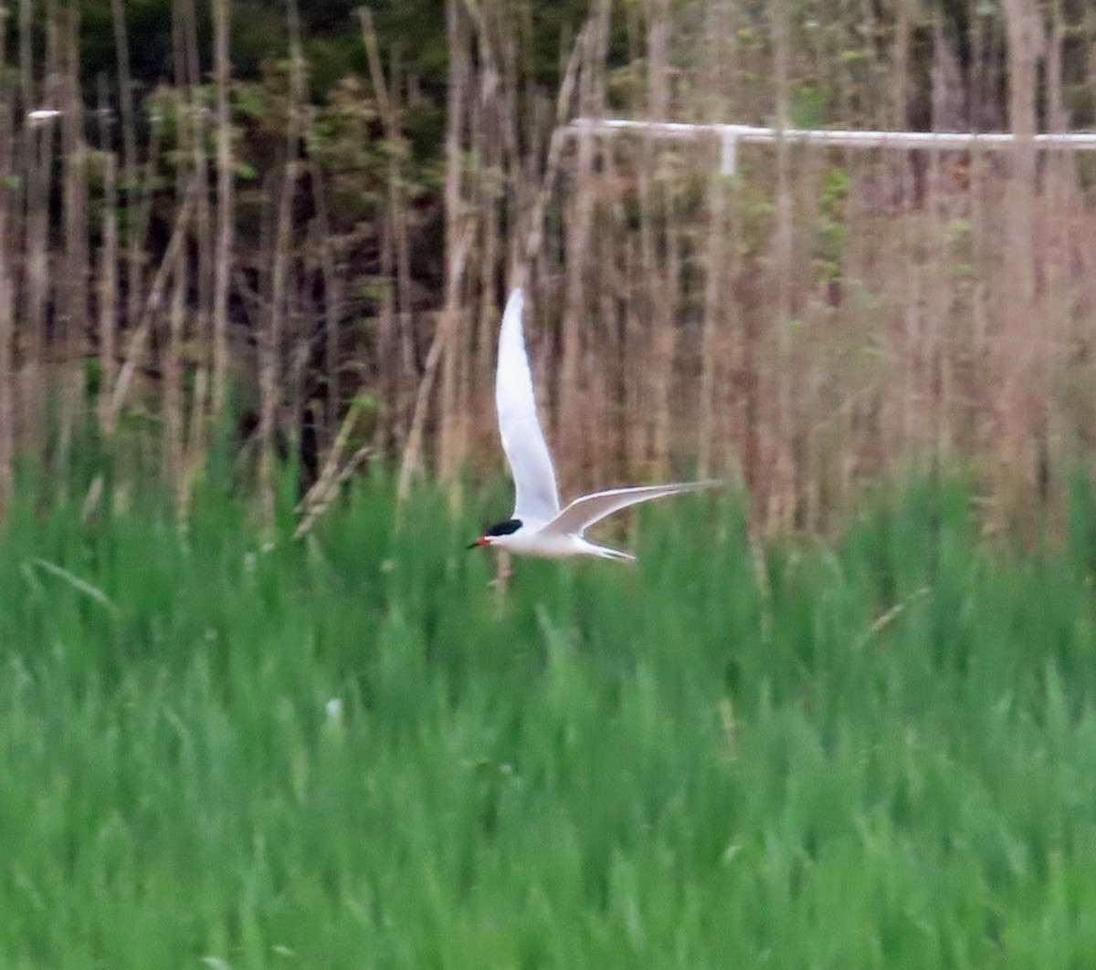 Forster's Tern - JoAnn Potter Riggle 🦤