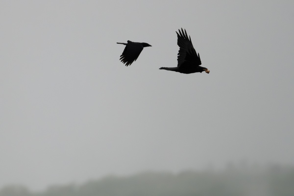 American Crow - Jon Erickson