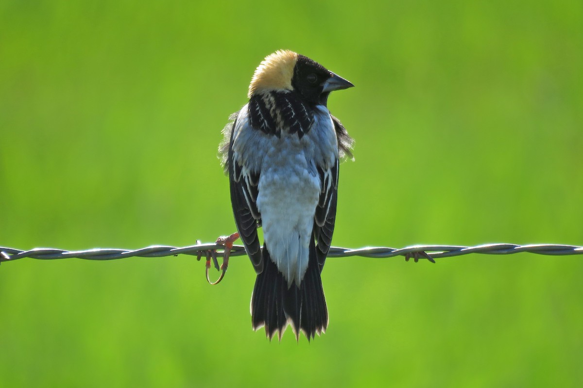 Bobolink - Kelly Preheim