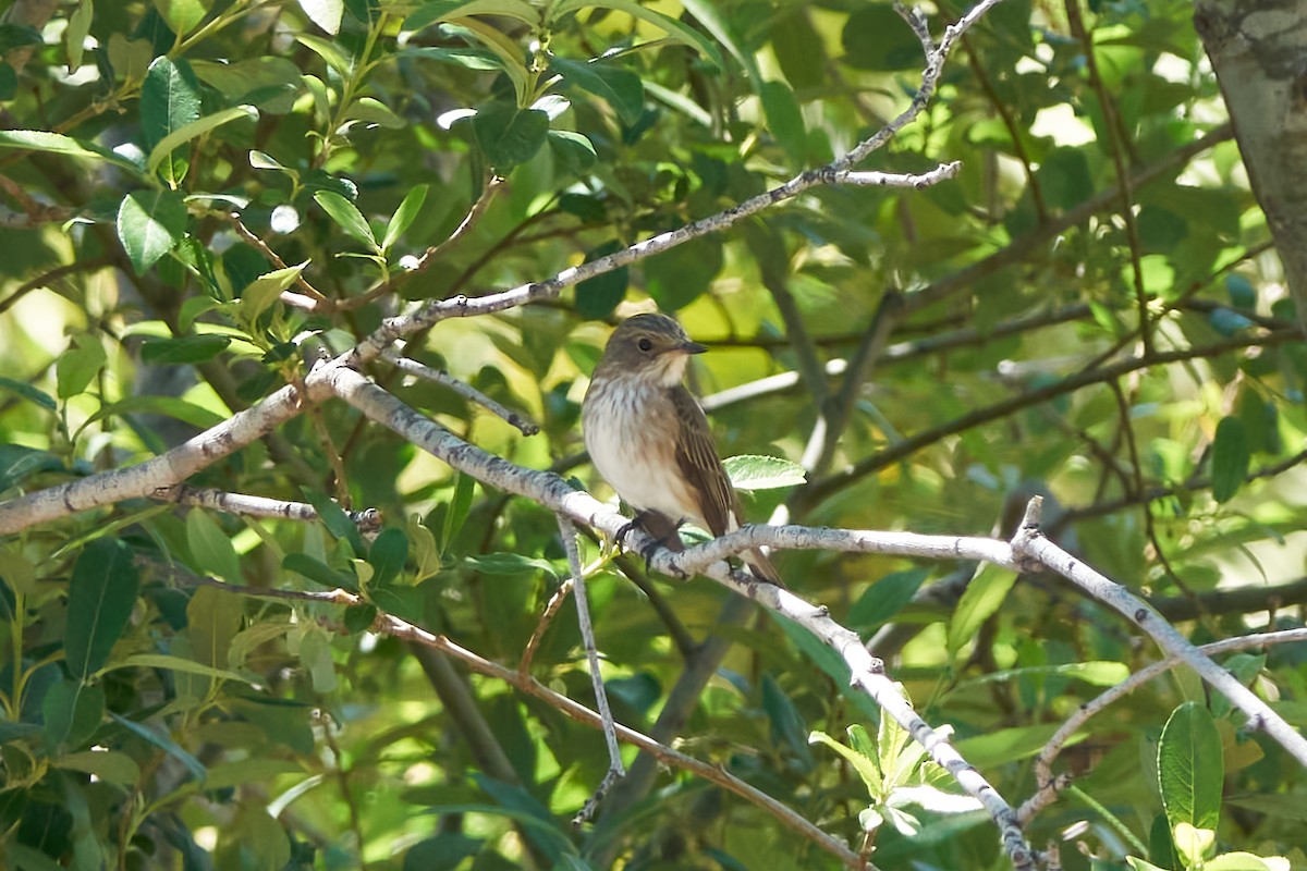 Spotted Flycatcher - Luis Manso