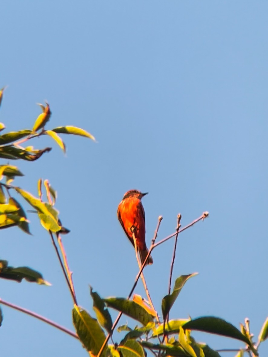 Vermilion Flycatcher - Julice Aristides