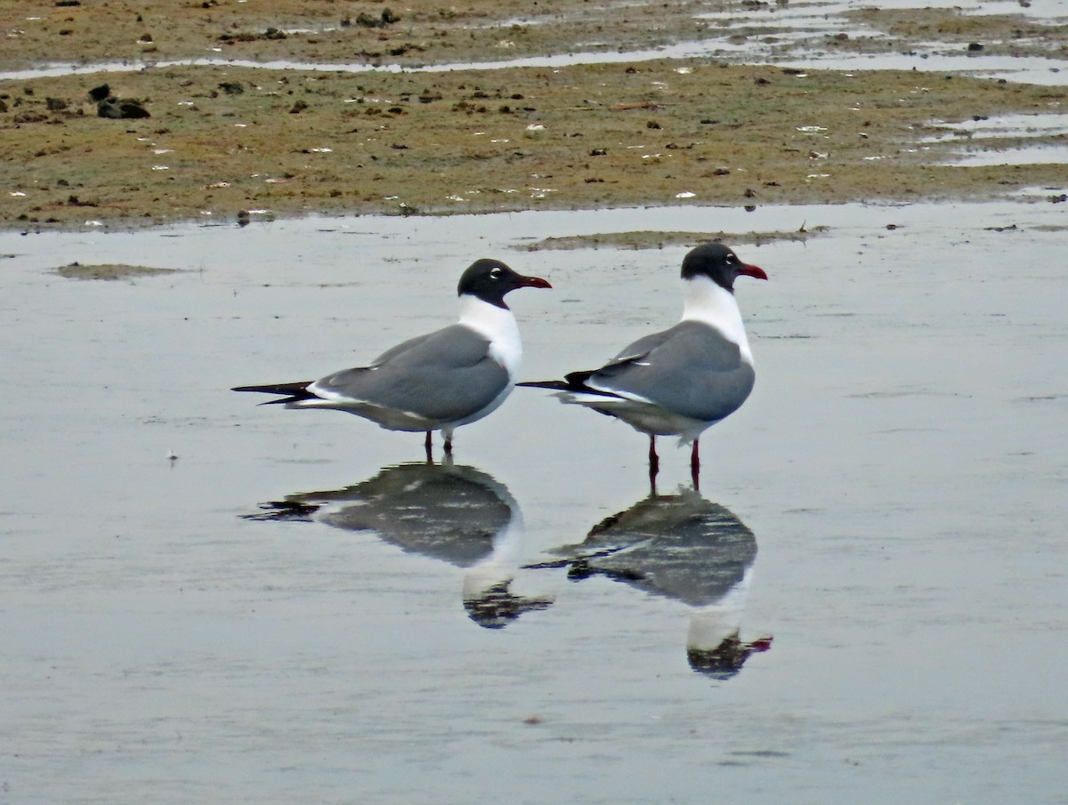 Laughing Gull - JoAnn Potter Riggle 🦤