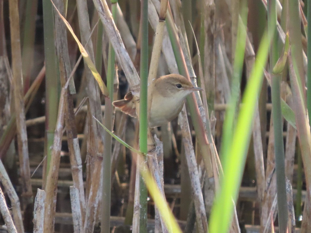 Common Reed Warbler - ML618882850