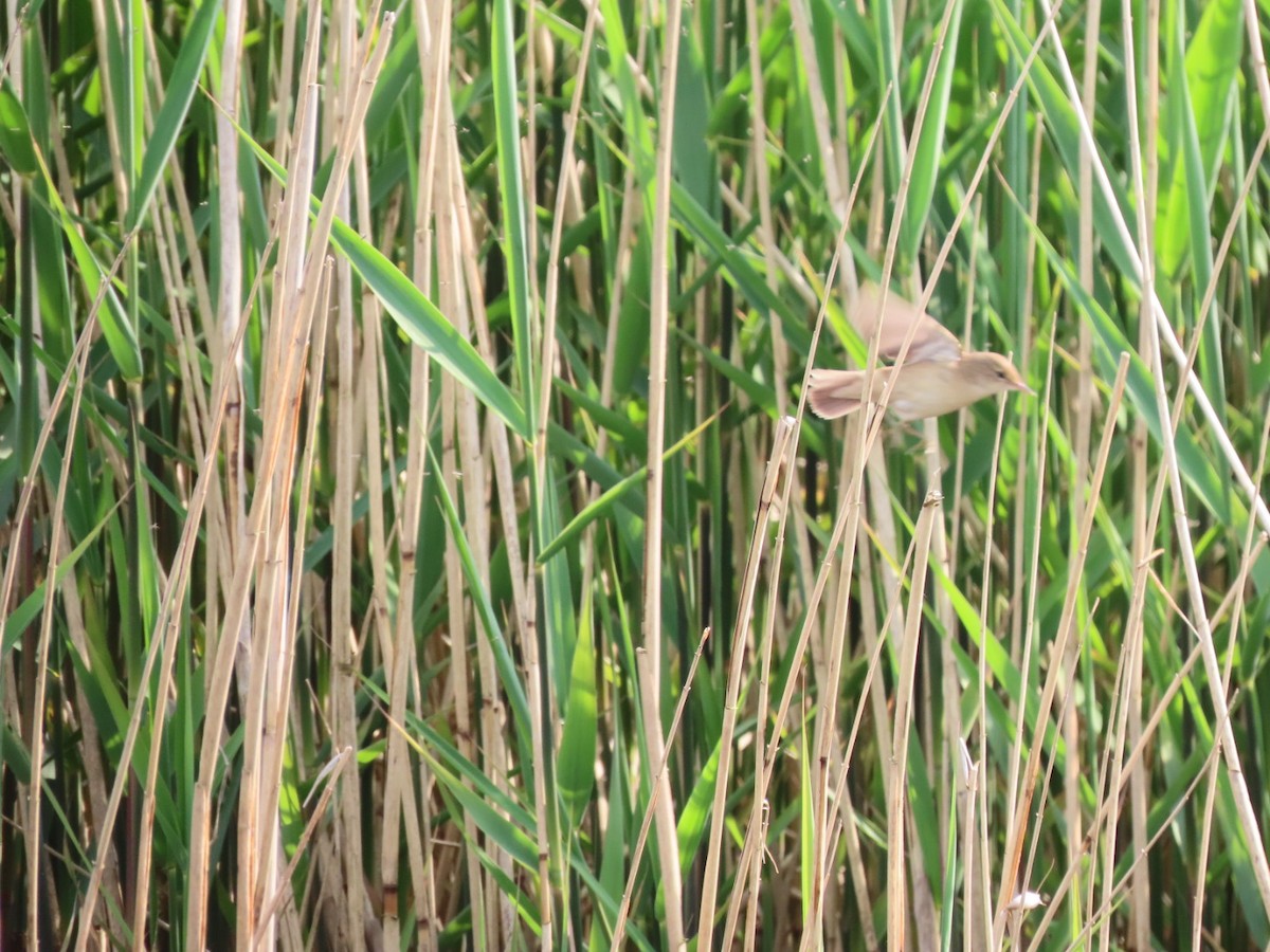 Common Reed Warbler - ML618882851