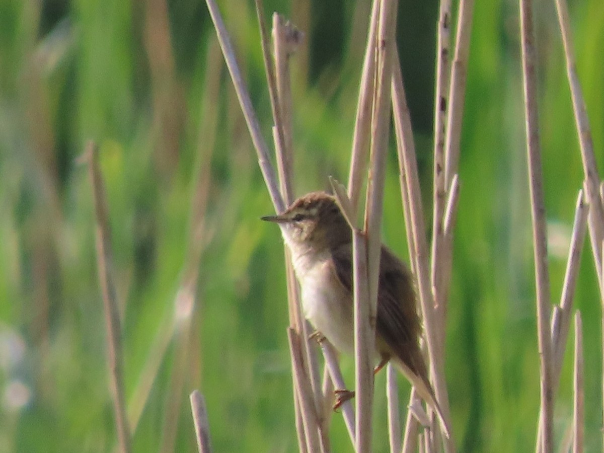 Common Reed Warbler - ML618882852
