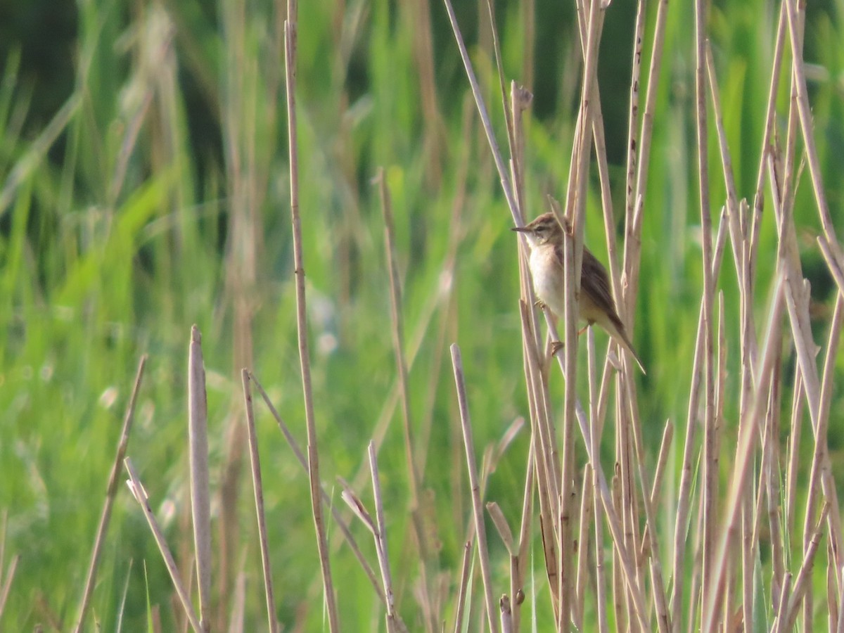 Common Reed Warbler - ML618882853