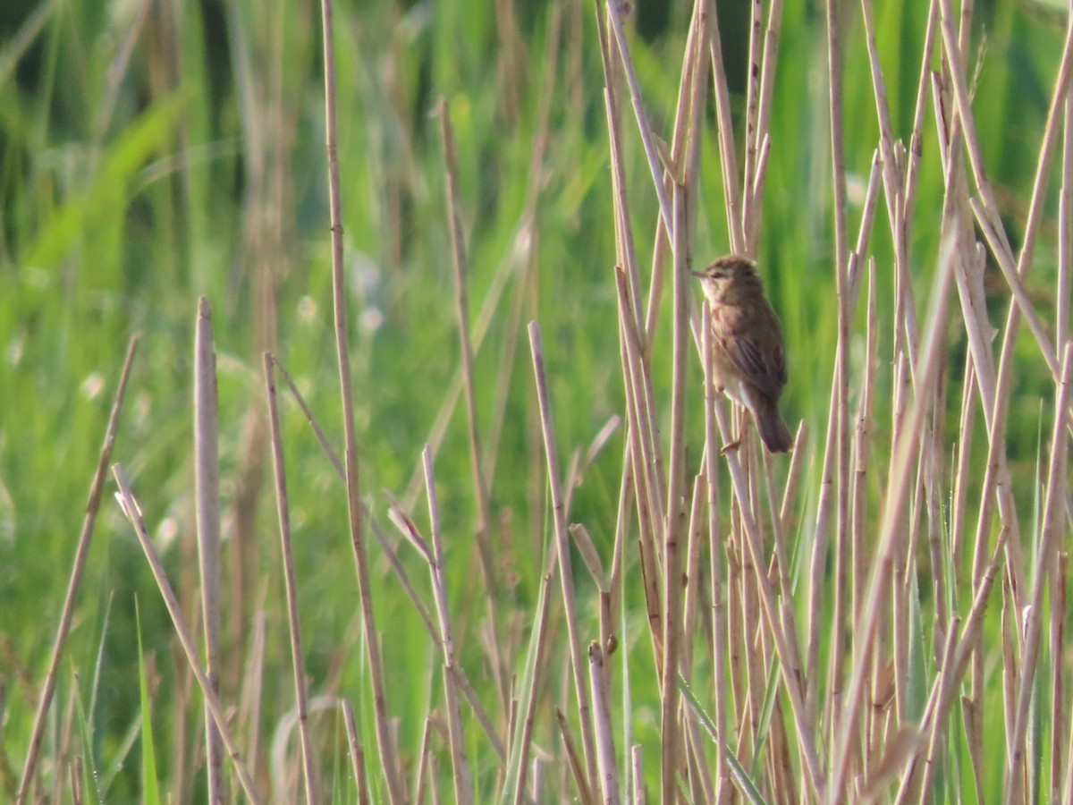Common Reed Warbler - ML618882854