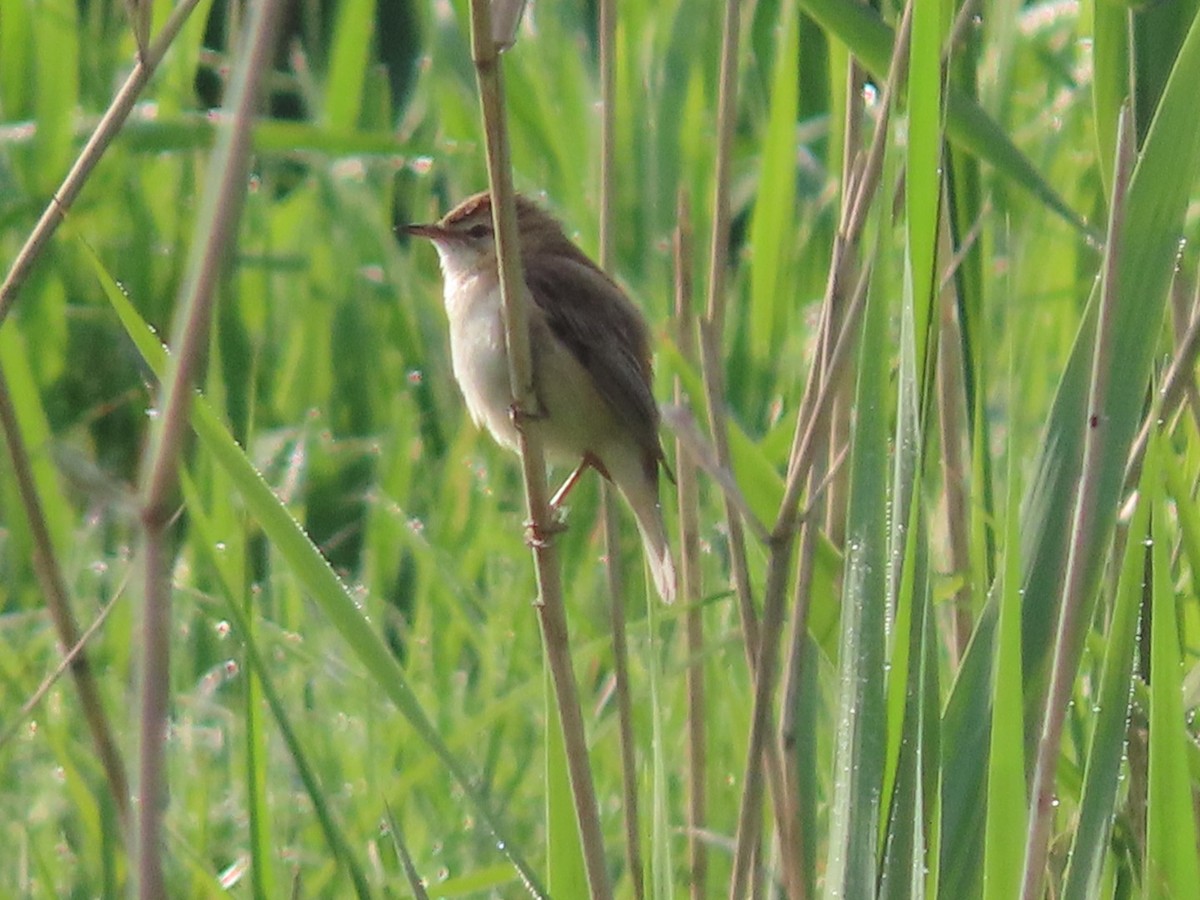 Common Reed Warbler - ML618882855