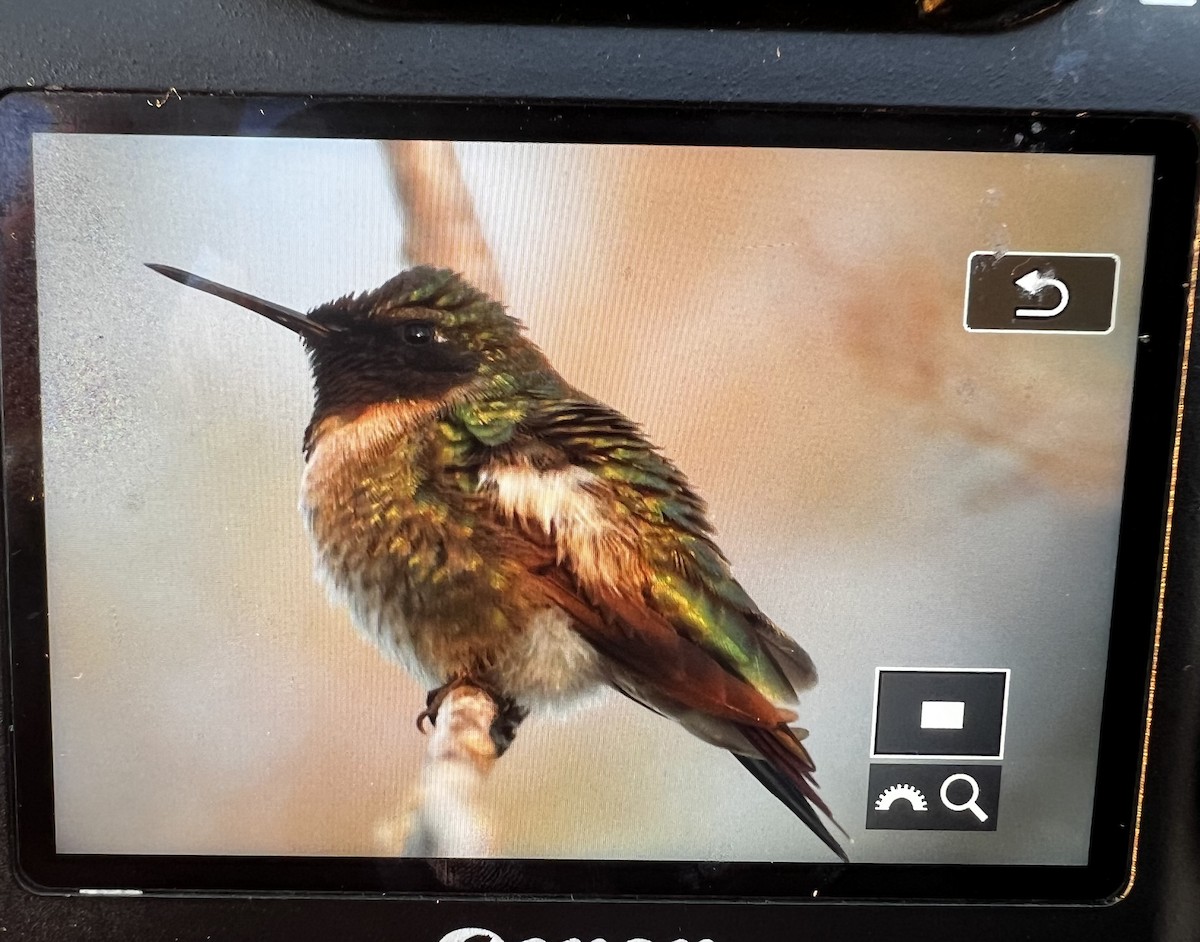 Ruby-throated Hummingbird - Hanna Walczykowski