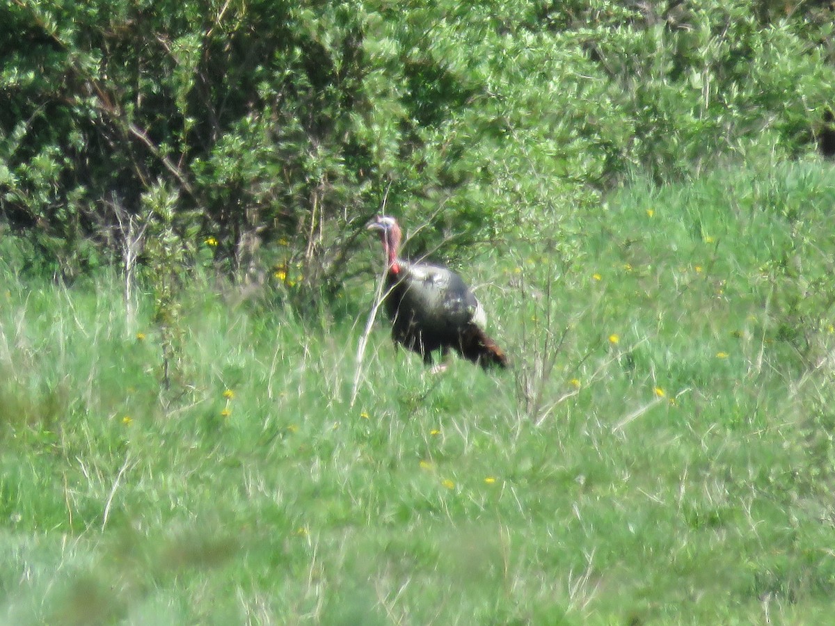 Wild Turkey - Taran Catania