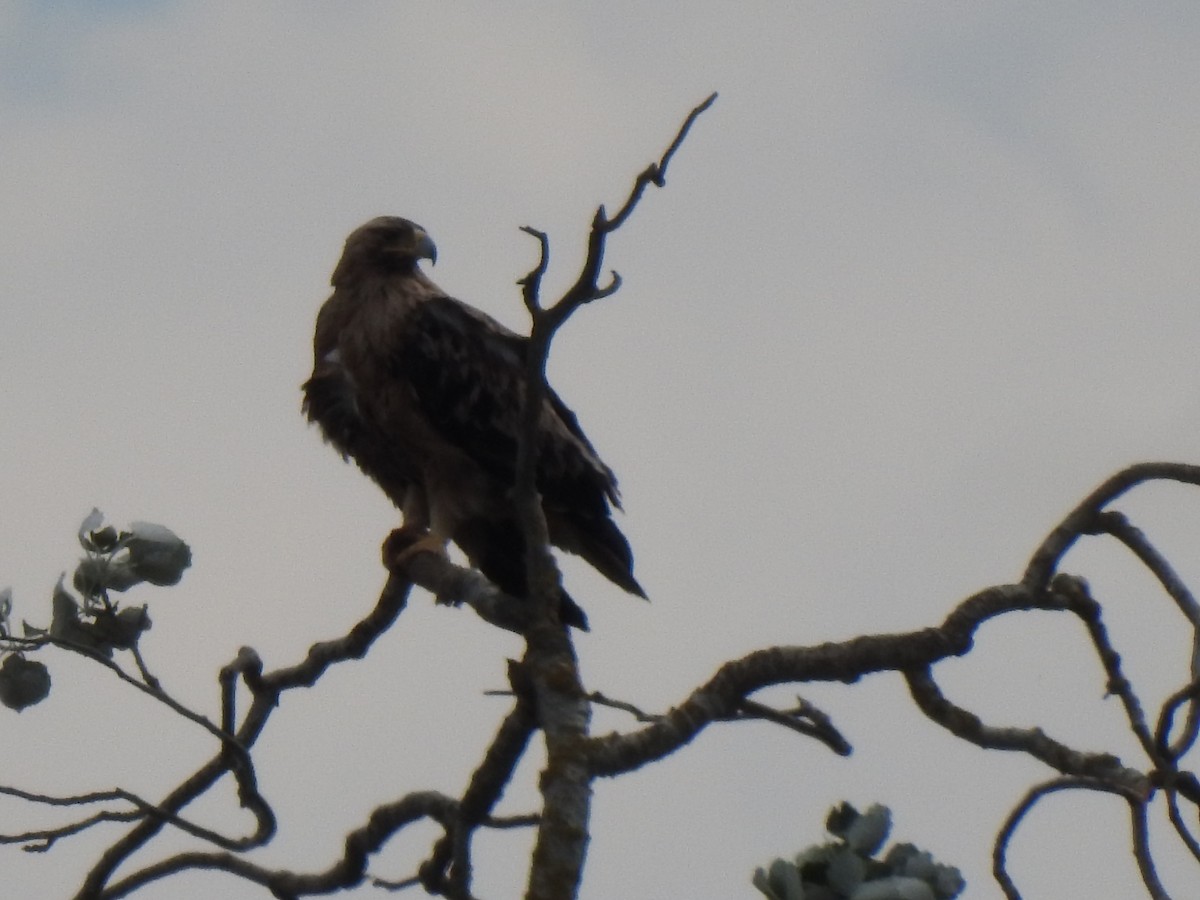 Spanish Eagle - Gary Losada