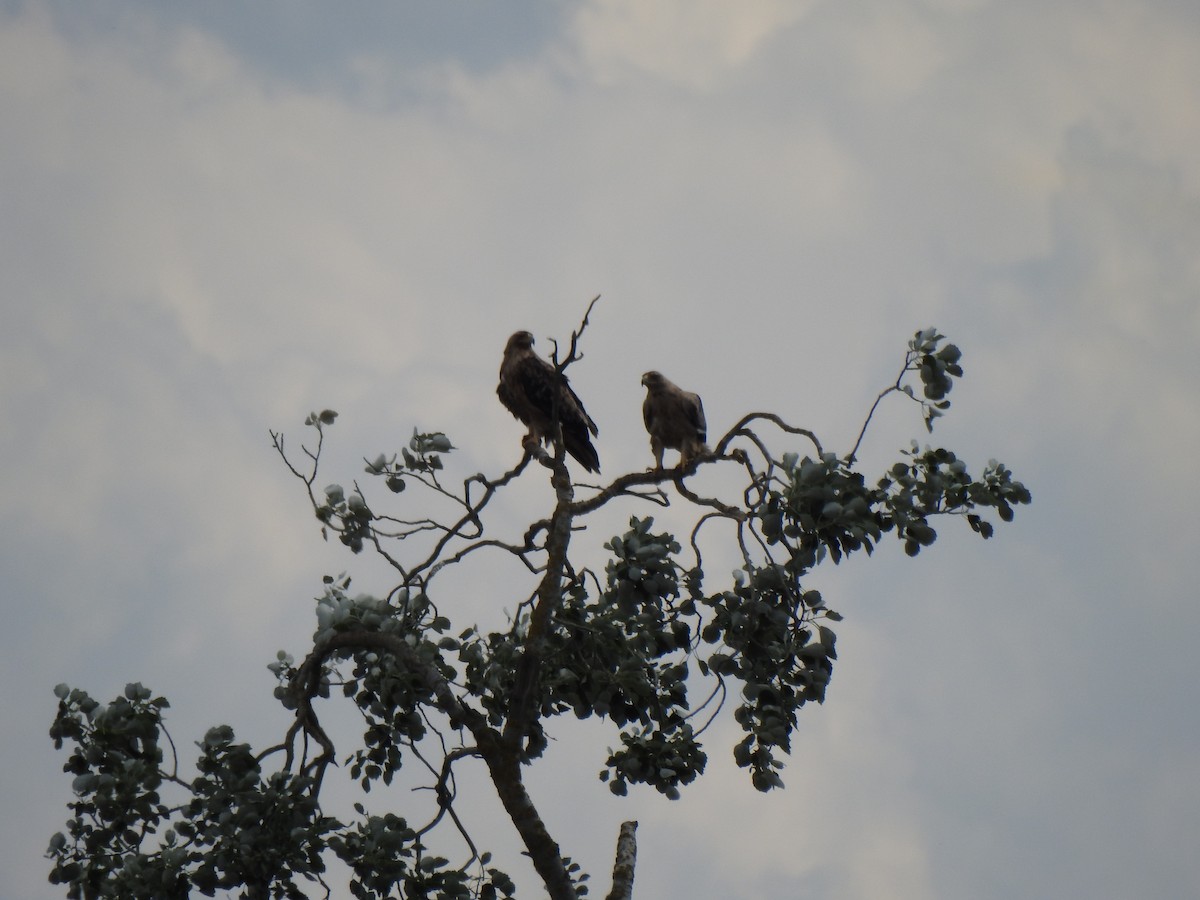 Spanish Eagle - Gary Losada