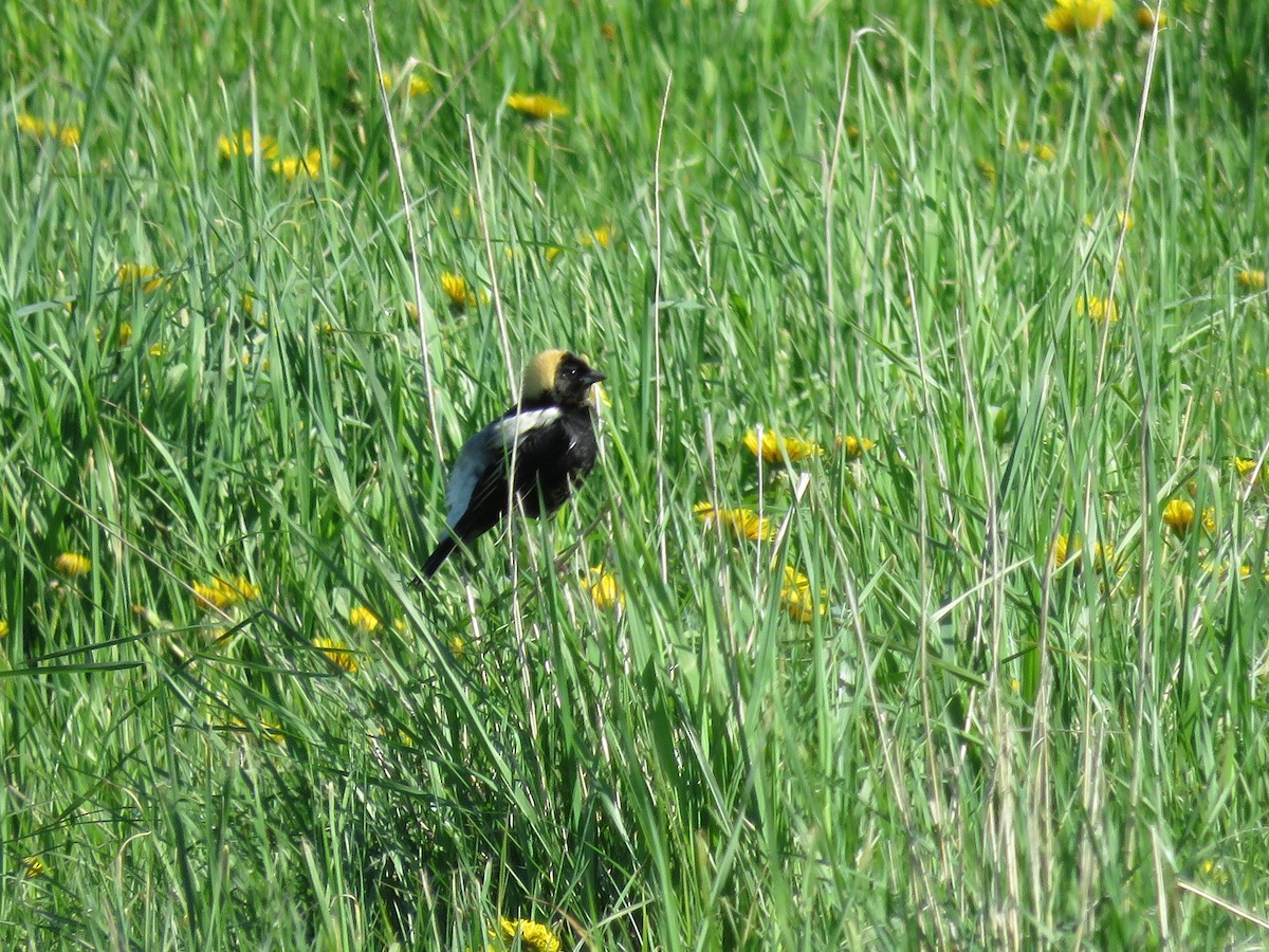 Bobolink - Taran Catania