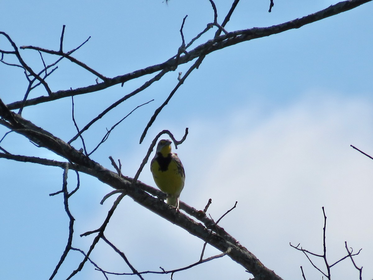 Eastern Meadowlark - Taran Catania