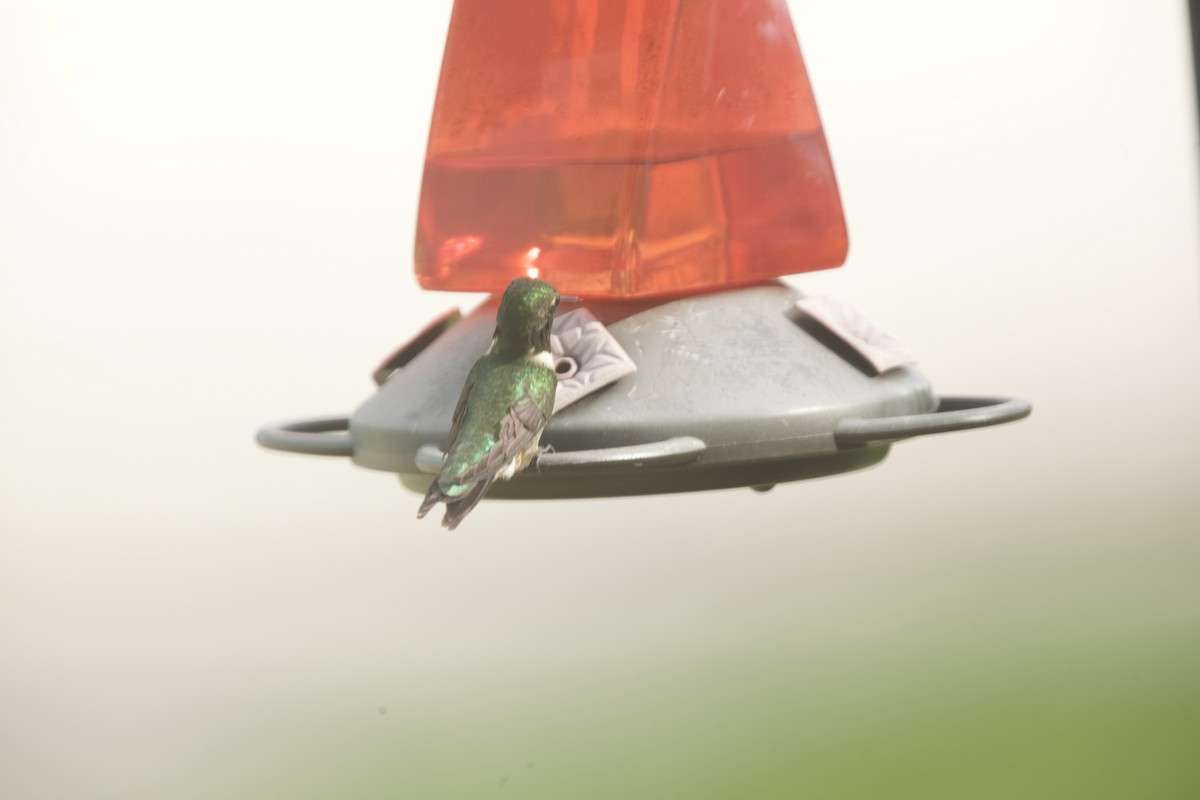 Ruby-throated Hummingbird - Paul Miller