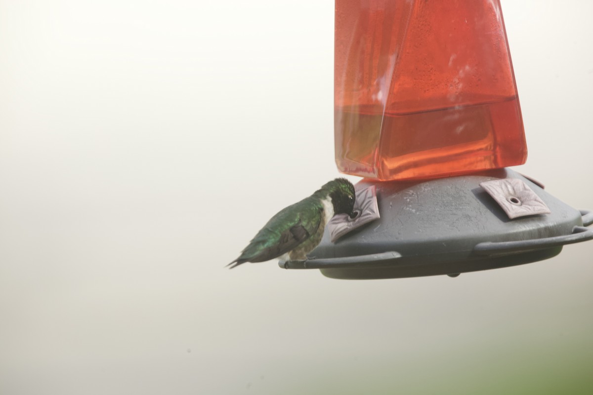 Ruby-throated Hummingbird - Paul Miller