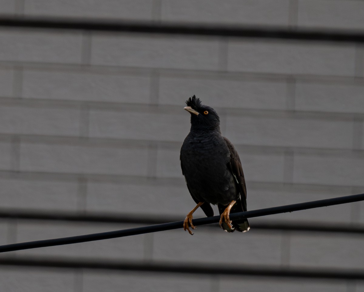 Crested Myna - ML618882920