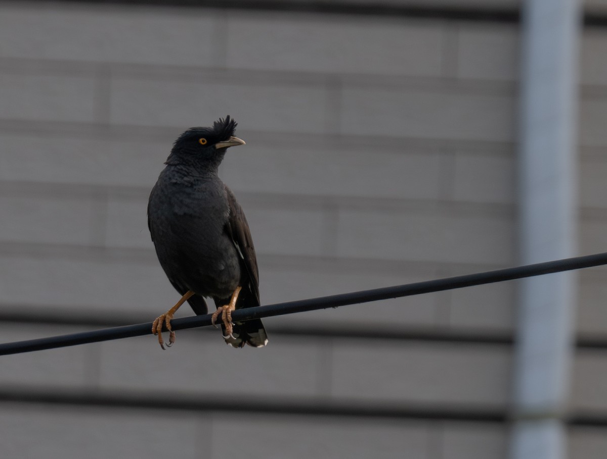 Crested Myna - jimmy Yao