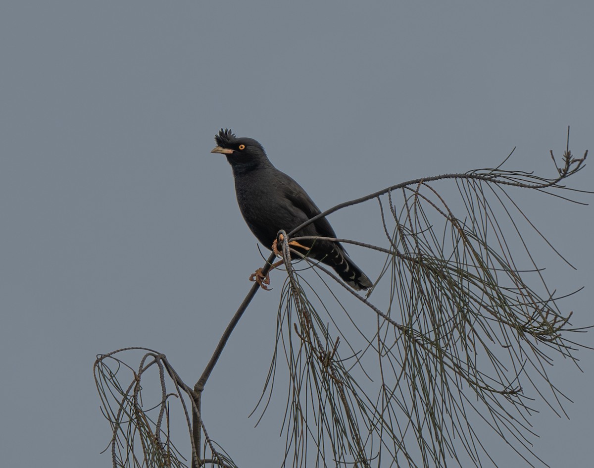 Crested Myna - ML618882922