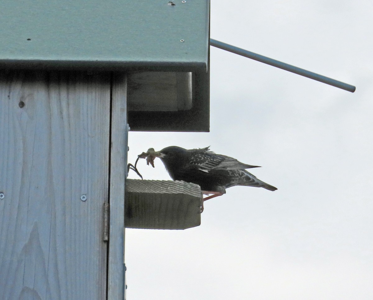 European Starling - JoAnn Potter Riggle 🦤