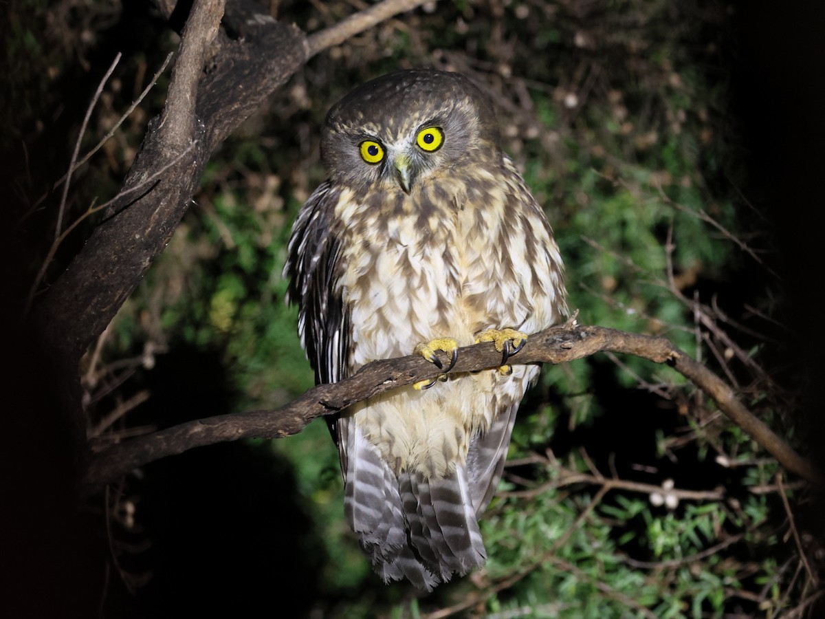 Morepork - Mark Newsome