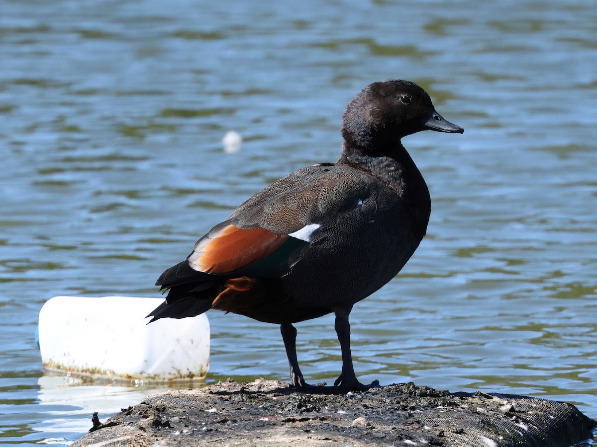 Paradise Shelduck - Mark Newsome