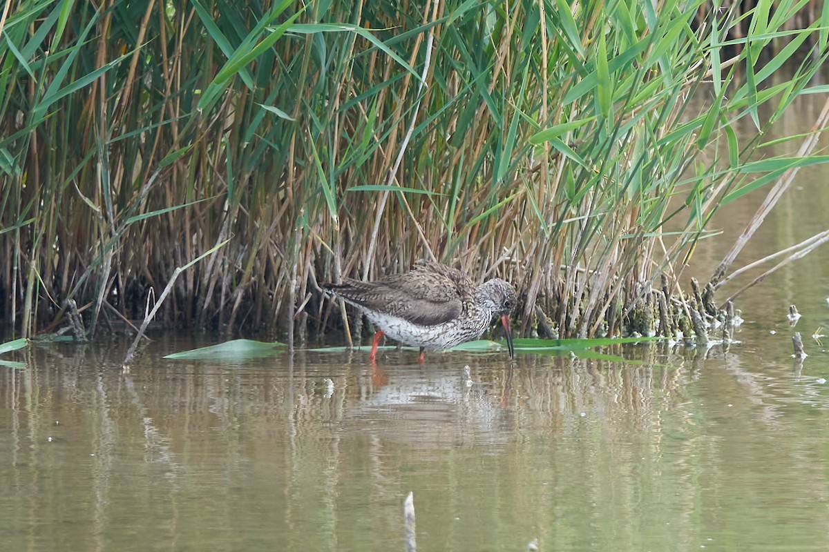 Common Redshank - Luis Manso