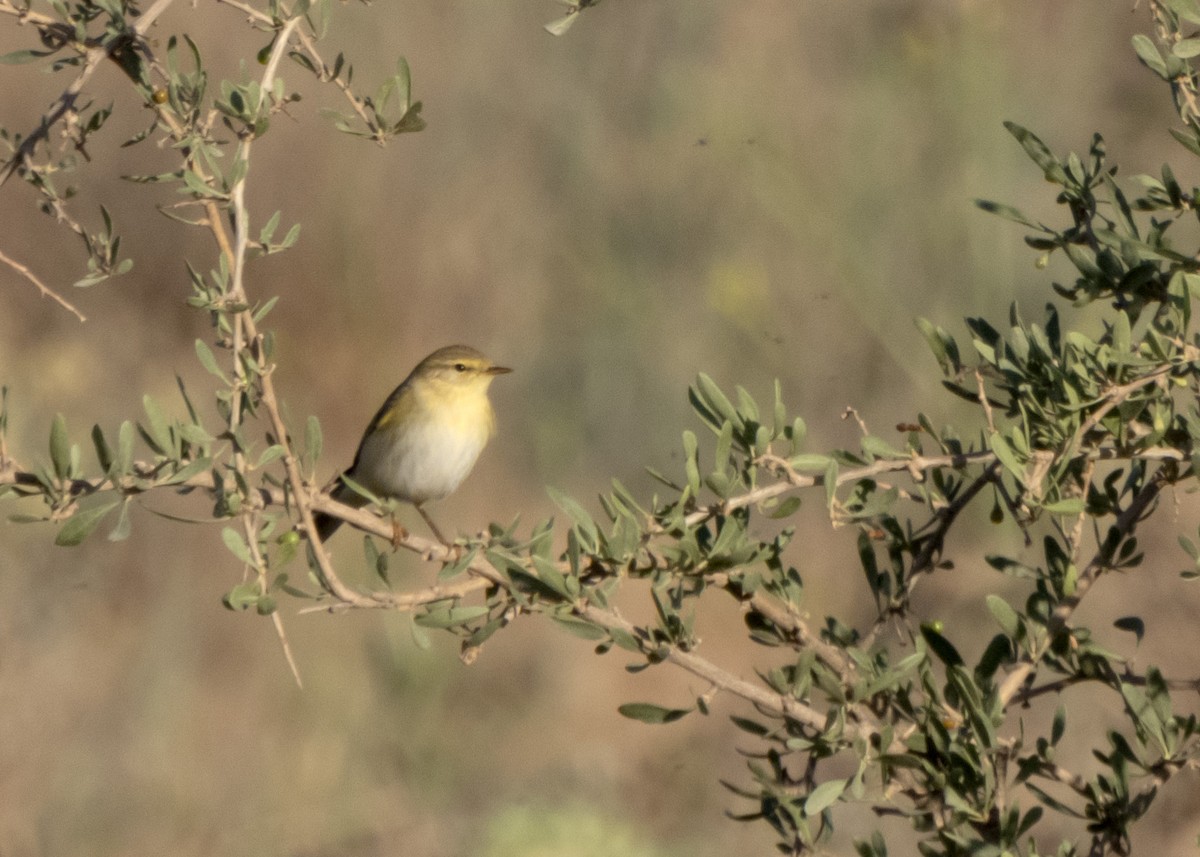 Willow Warbler - Shahrzad Fattahi